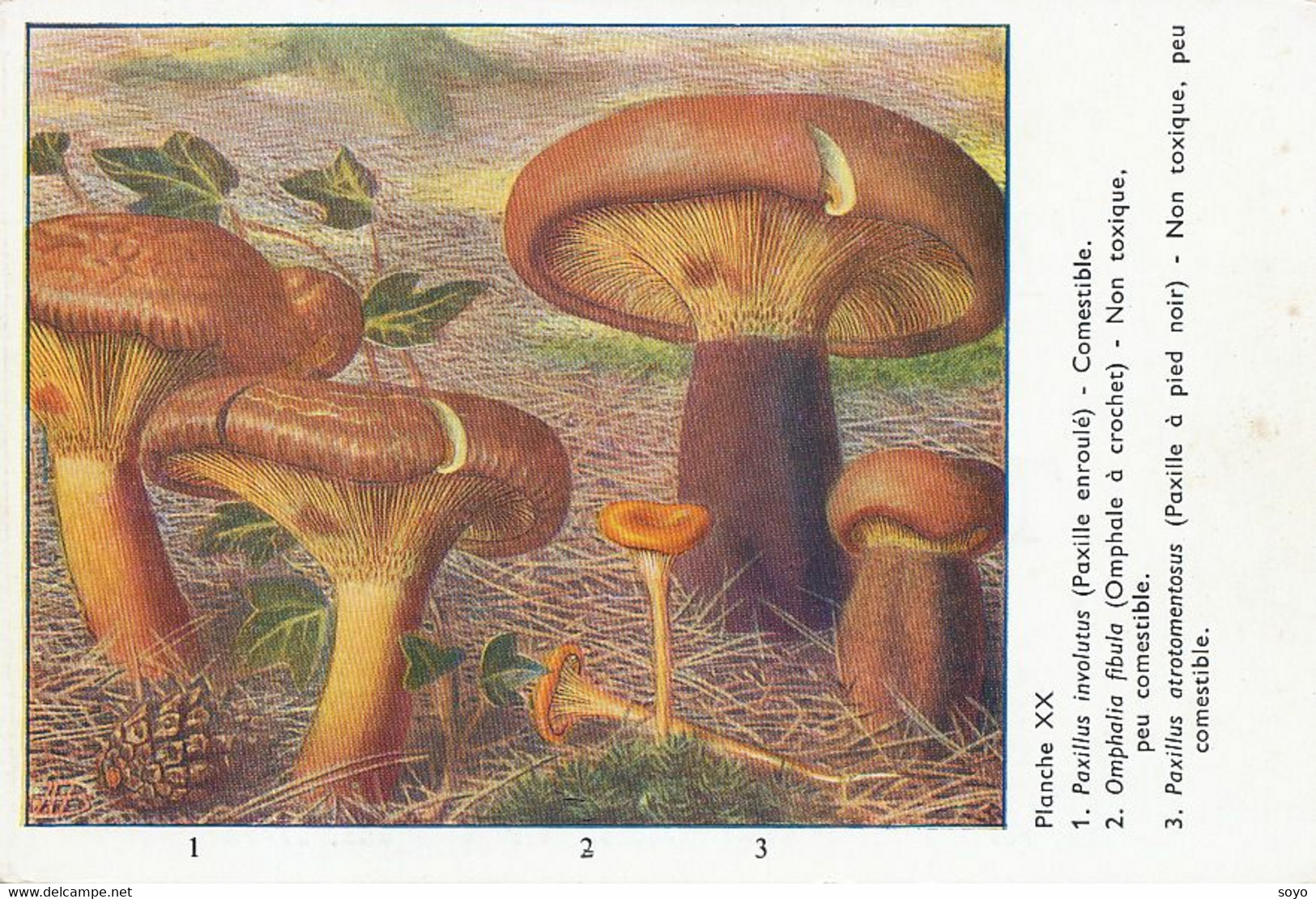 Champignons Paxille Omphale  Terramycine Cortisone Massy   Pub Pharmacie  Clin Colmar Pfizer . Mushrooms . - Champignons