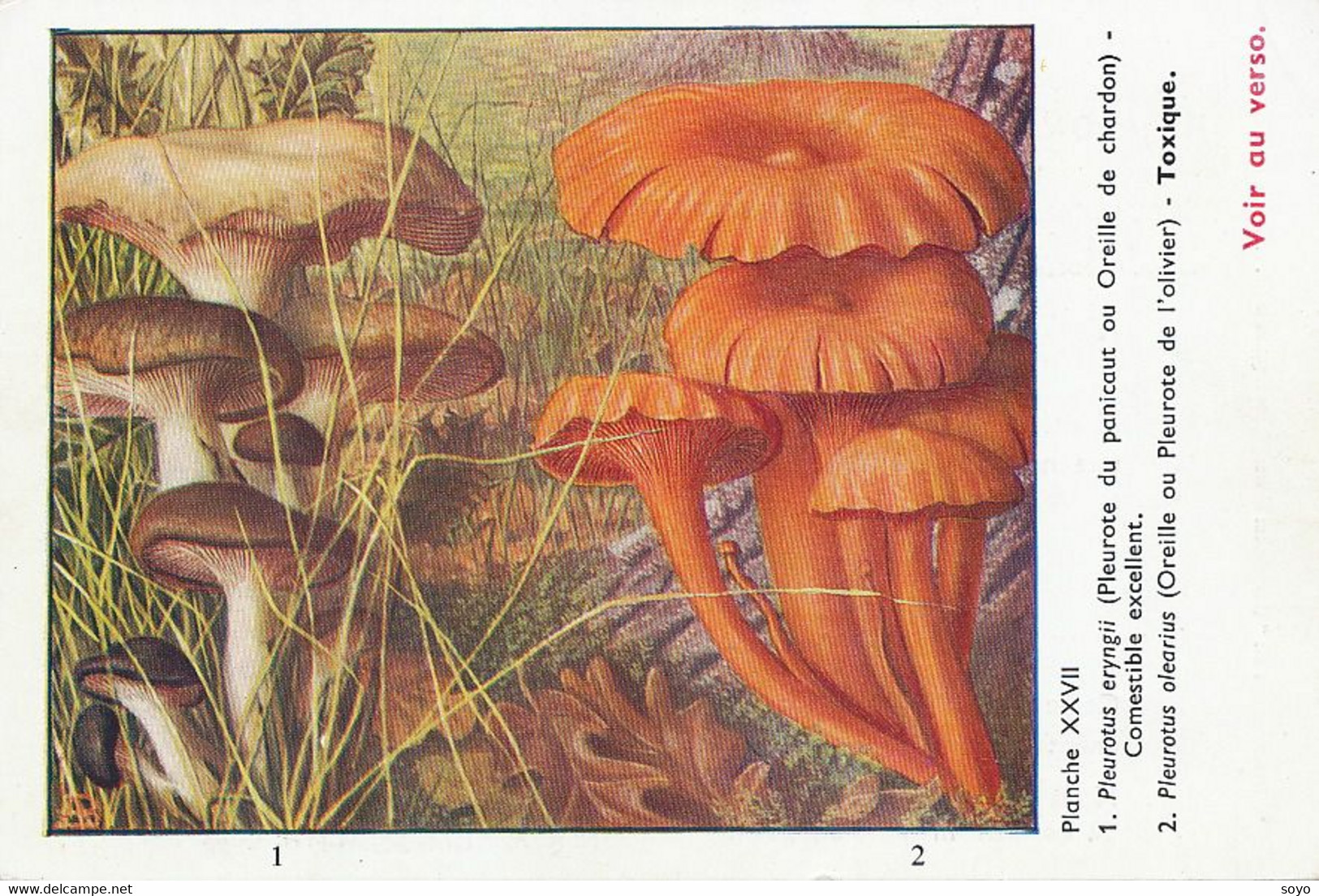 Champignons Pleurote Panicot Olivier  Terramycine Cortisone Massy   Pub Pharmacie  Clin Byla  . Mushrooms . - Paddestoelen