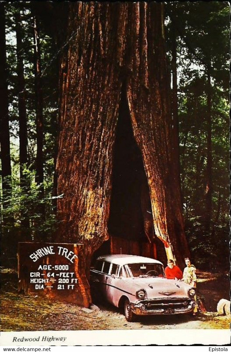 ► CHEVROLET   Wagon 1950's Redwood Highway    MYERS FLAT  FLAT Cal. - American Roadside