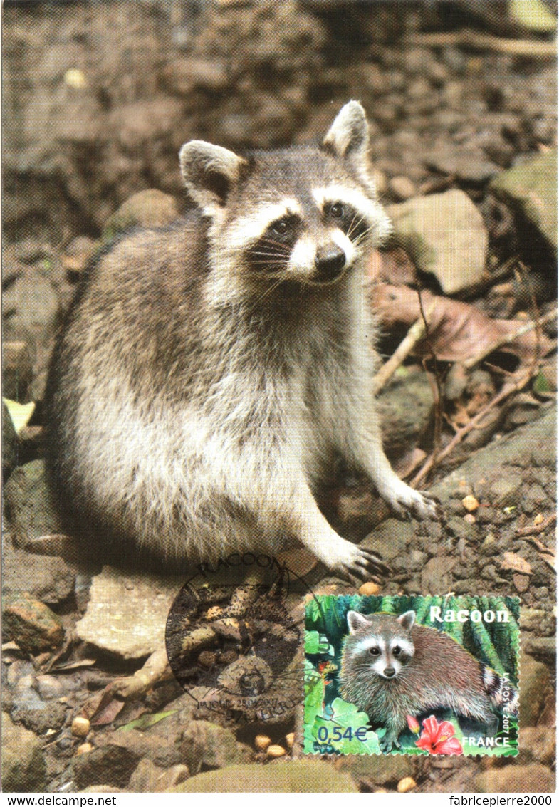 Carte Maximum YT 4034 Le Racoon De La Guadeloupe 1er Jour 28 04 2007 TBE Cachet TERRE-DE-HAUT (971 Guadeloupe) - 2000-2009