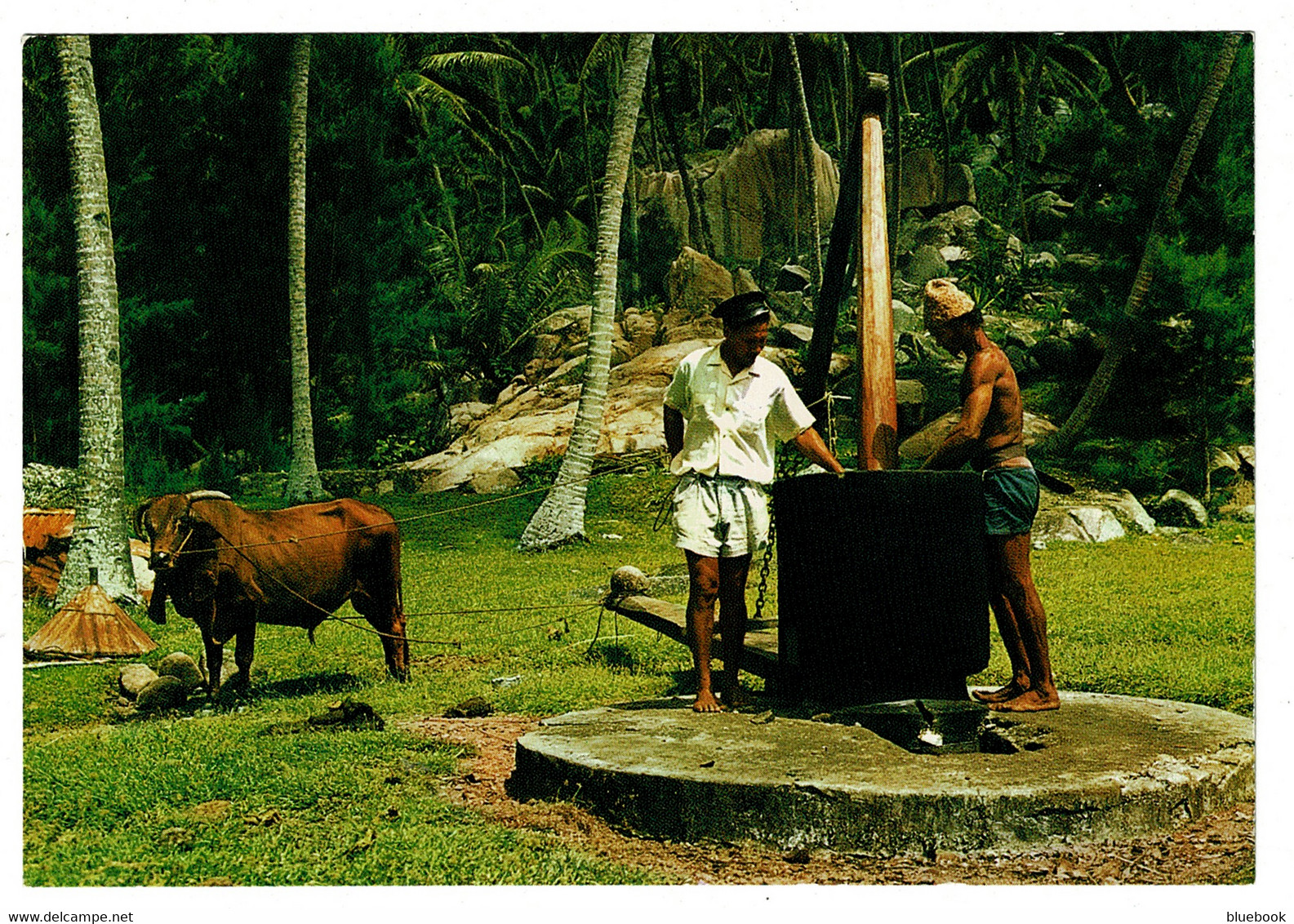 Ref 1427 - Seychelles Postcard - Bullock Powered Coconut Oil Mill - Seychelles
