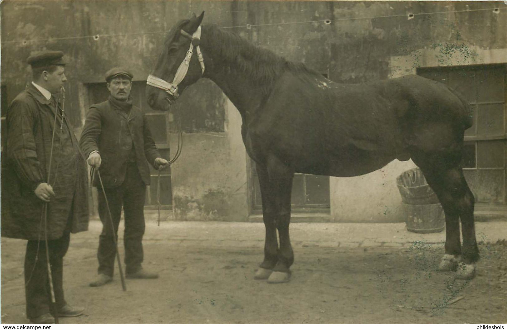 CARTE PHOTO  CHEVAL élevage  1907 - Photographie