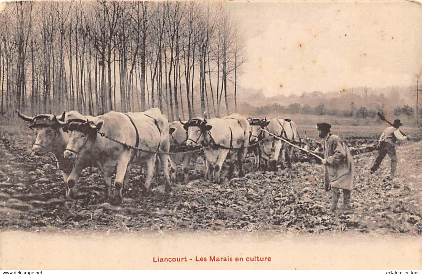 Liancourt         60         Les Marais En Culture  .Attelage De Bœufs       (voir Scan) - Liancourt