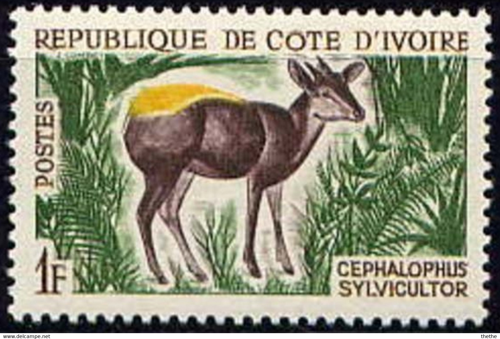 COTE D'IVOIRE - Céphalophe à Dos Jaune (Cephalophus Silvicultor) - Other & Unclassified