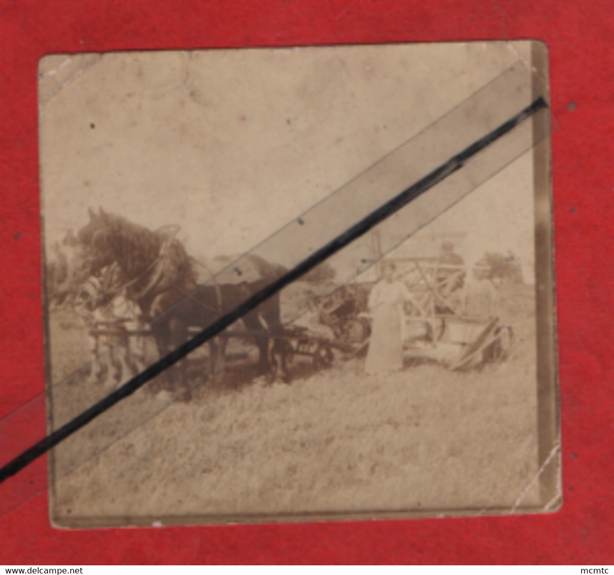 Petite Photo Abîmée  - Attelage Chevaux , Cheval , Travaux Des Champs - Wagengespanne