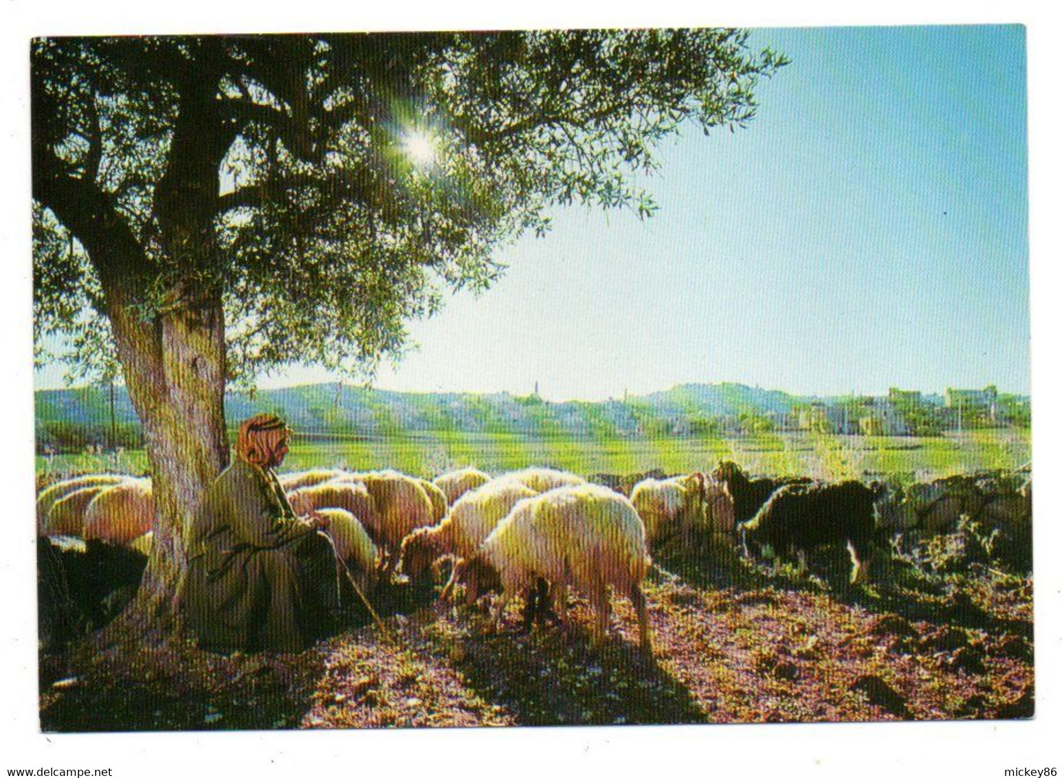 Agriculture--élevage-près Bethléhem--Israel-1969--Le Berger Avec Son Troupeau De Moutons....à Saisir - Elevage