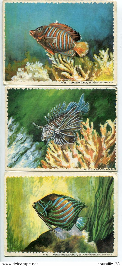 LOT 5 IMAGES 9,50 X 13 Cm REINETTE Poissons Des Tropiques Prédécoupés - Années 1950 - Animals