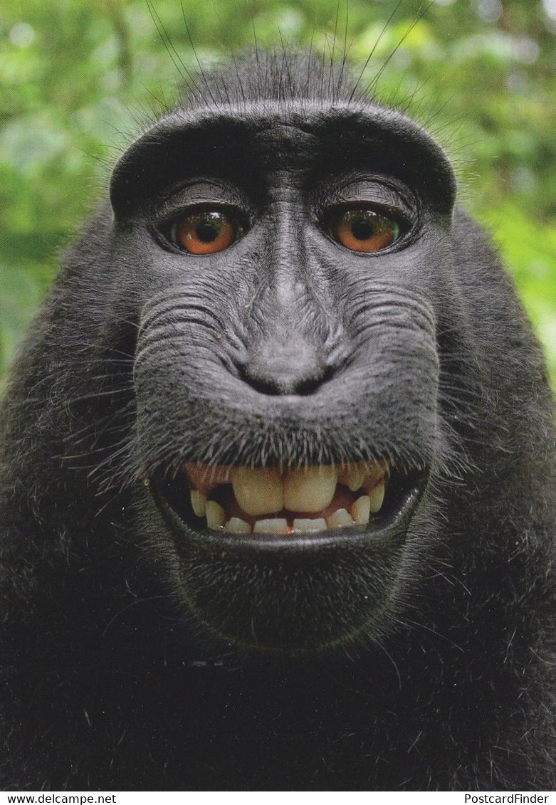 Funny Face Monkey Witzigger Affe Ape Comic German Animal Postcard - Apen