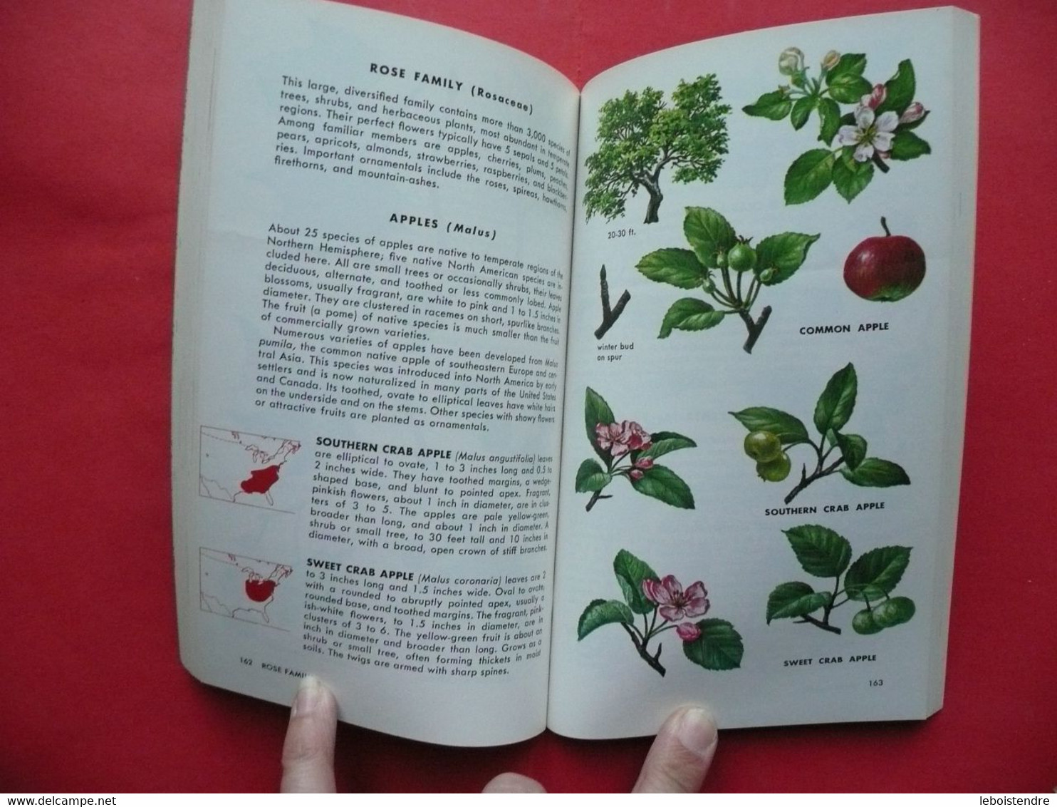 TREES OF NORTH AMERICA A GUILD TO FIELD IDENTIFICATION 1968 C. FRANK BROCKMAN ILLUSTRATED BY REBECCA MERRILEES - Andere & Zonder Classificatie