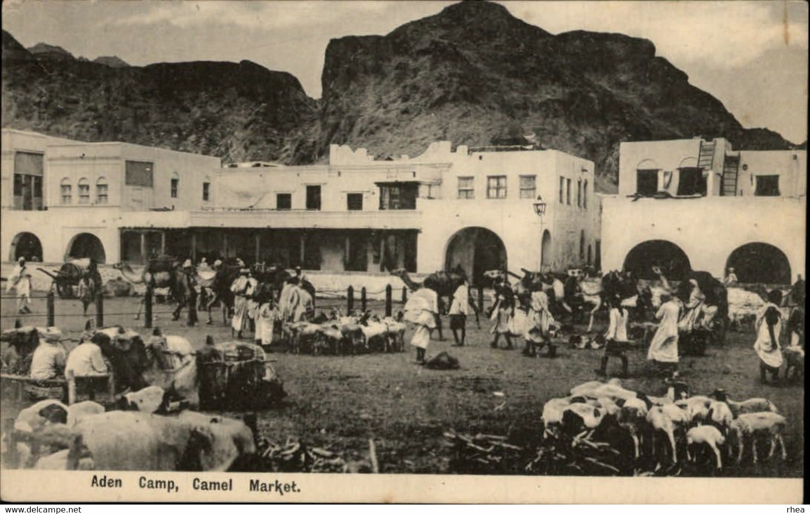 YEMEN - ADEN - Camel Market - Marché Aux Chameaux - Yémen