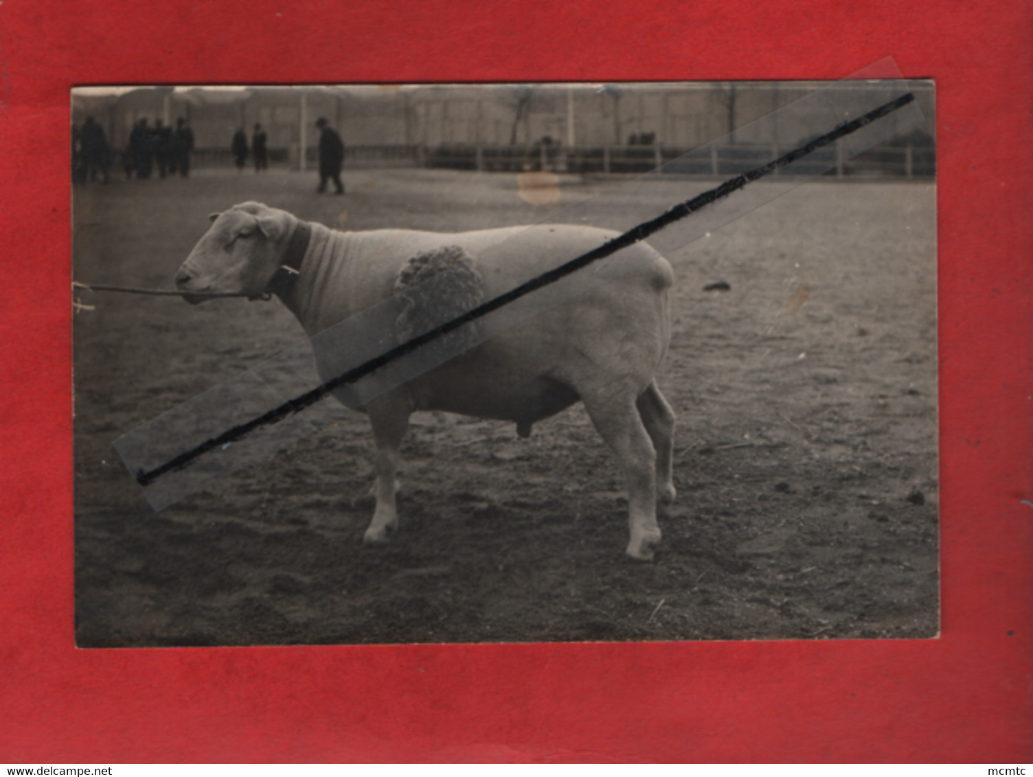 Carte Photo   Moutons , Moutons  -( Elevages  ) - Allevamenti