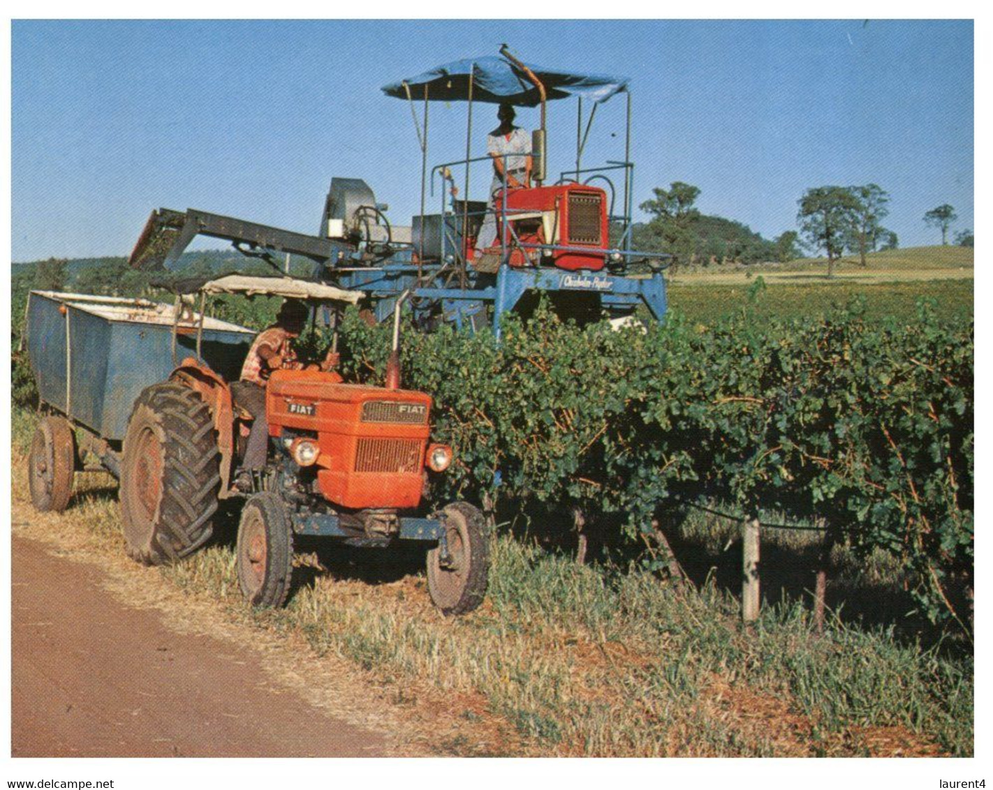 (W 2) Australia - NSW - Hunter Valley Muswellbrook Grape Harvesting - Newcastle
