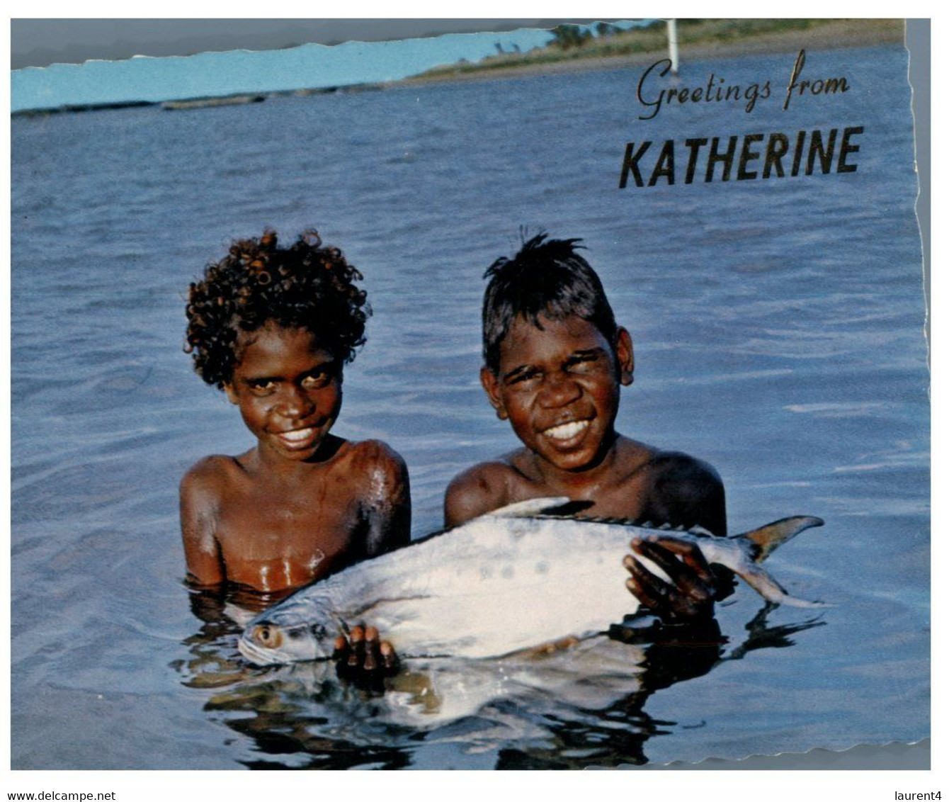 (W 2) Australia - NT - Katherine - Native Aboriginal Childrens (Boys) Holding (Barramundi ?) Fish - Aborigeni