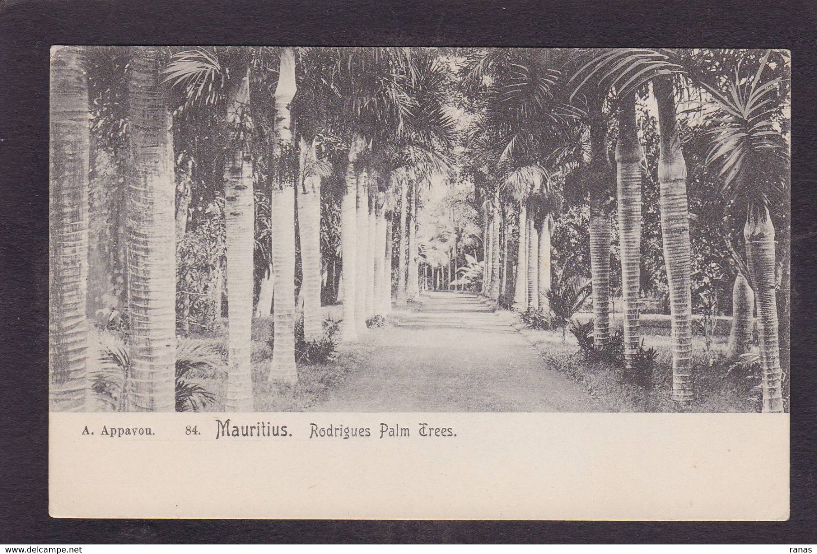 CPA Maurice Mauritius Non Circulé - Mauritius