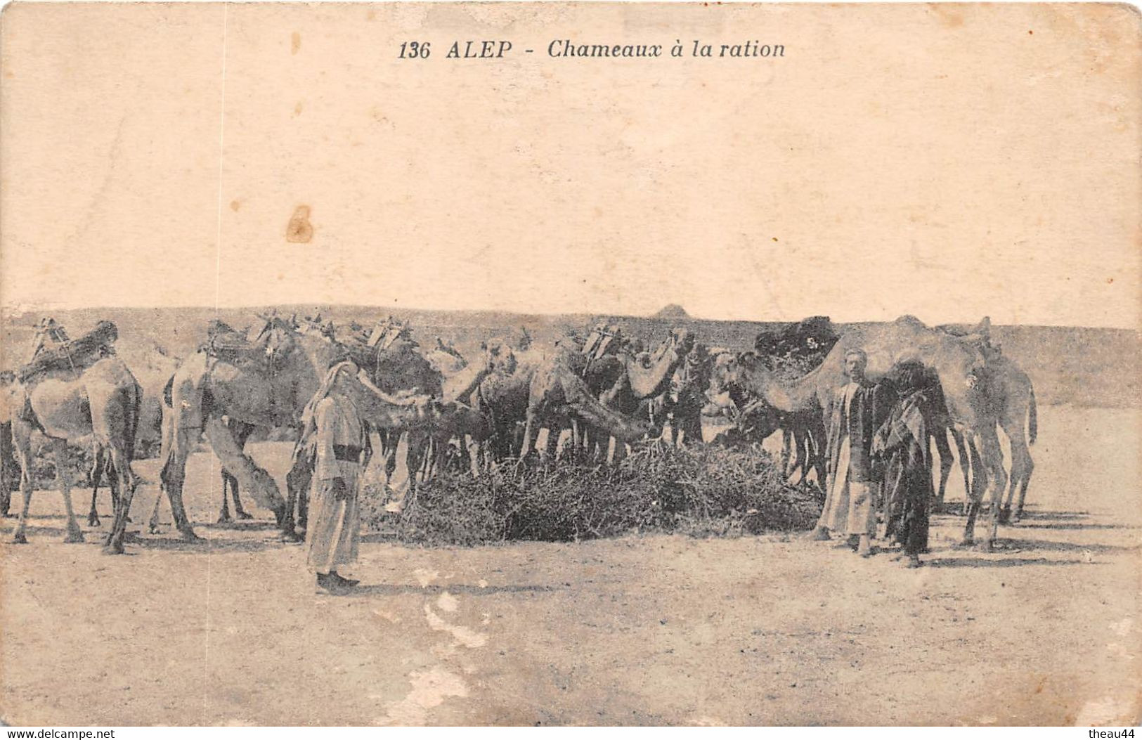 ¤¤  -   SYRIE   -   ALEP   -   Chameaux à La Ration  -  ¤¤ - Syrie