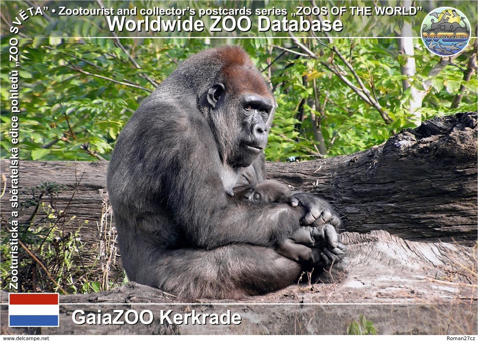 433 GaiaZOO Kerkrade, NL - Western Lowland Gorilla (Gorilla Gorilla Gorilla) - Kerkrade