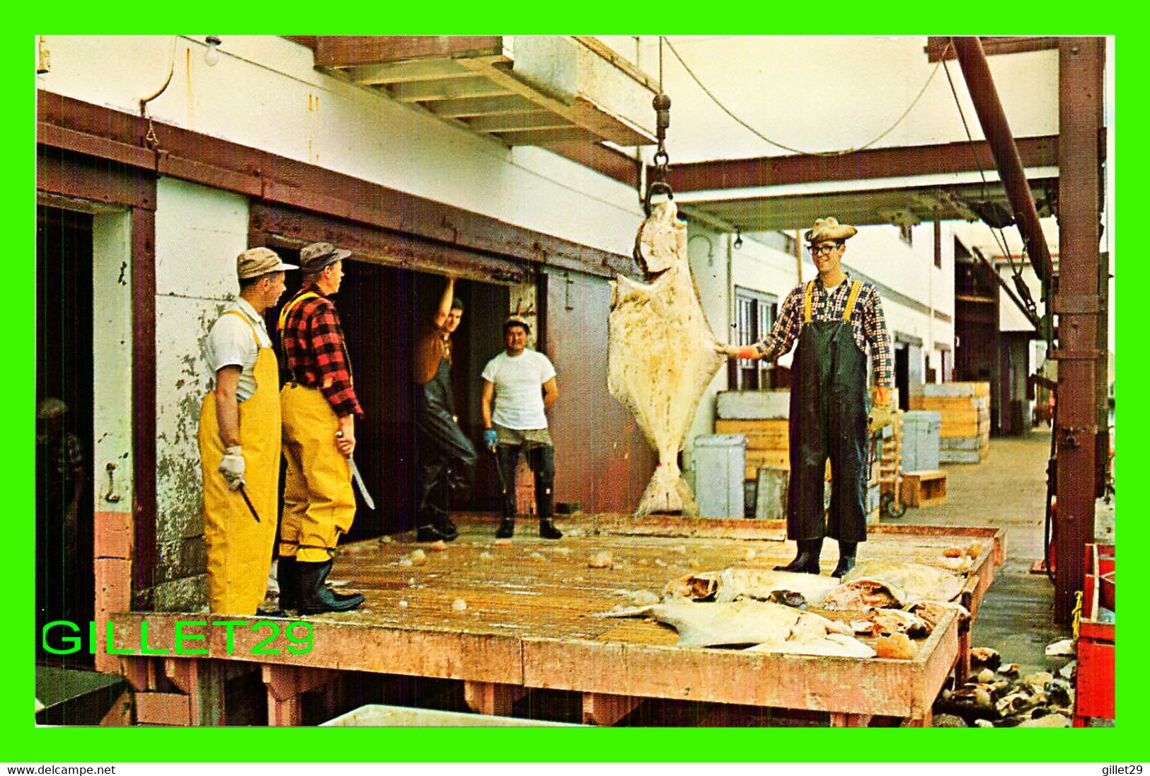 PRINCE RUPERT, BC - UNLOADING HALIBUT IN PRINCE RUPERT SHOWING LARGE SIZE - TAYLORCHROME - WRATHALL'S - - Prince Rupert