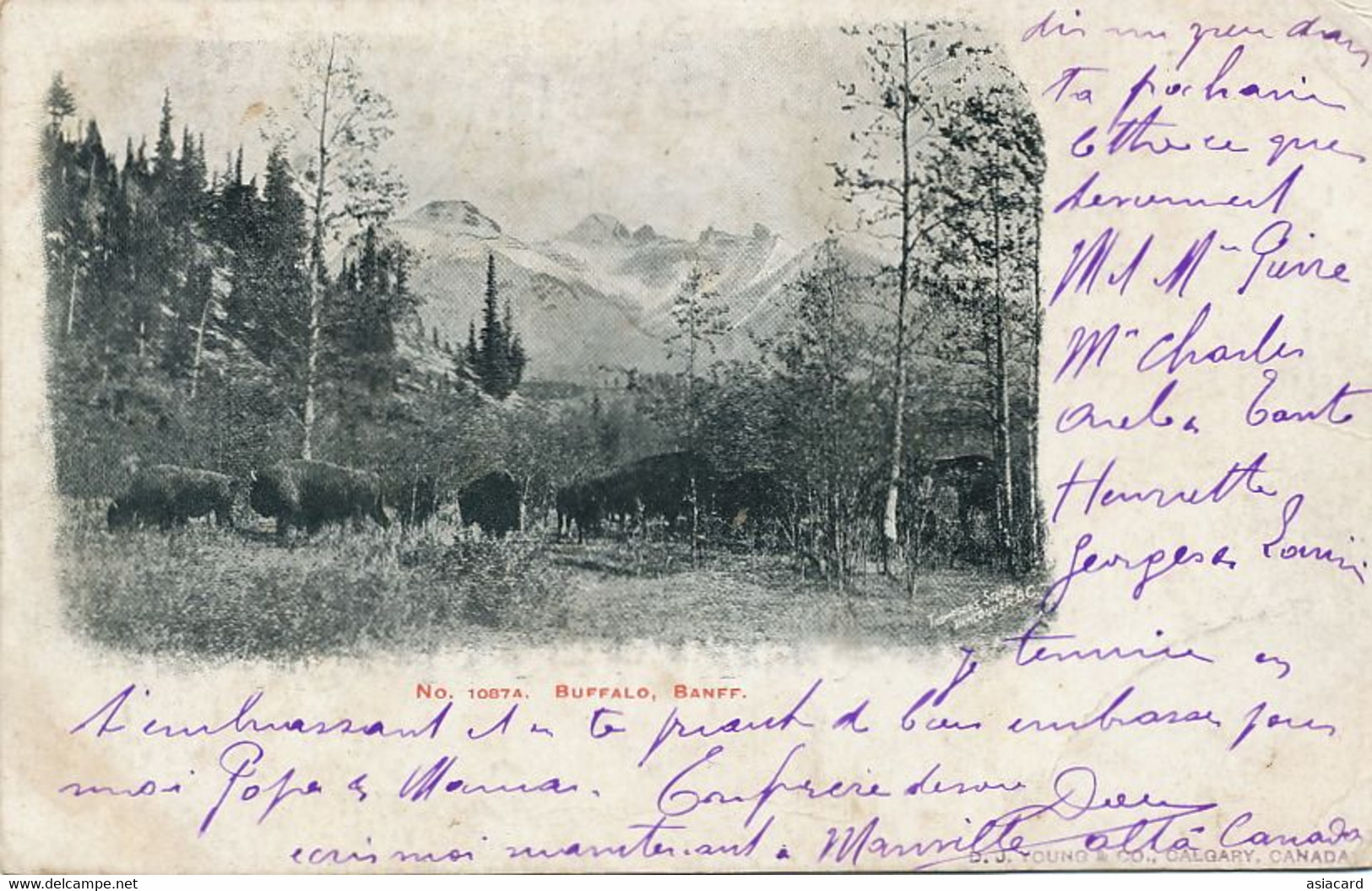 Banff Buffalo . Bison  P. 1908 . Edit Young Calgary . Thompson Studio Vancouver . - Banff