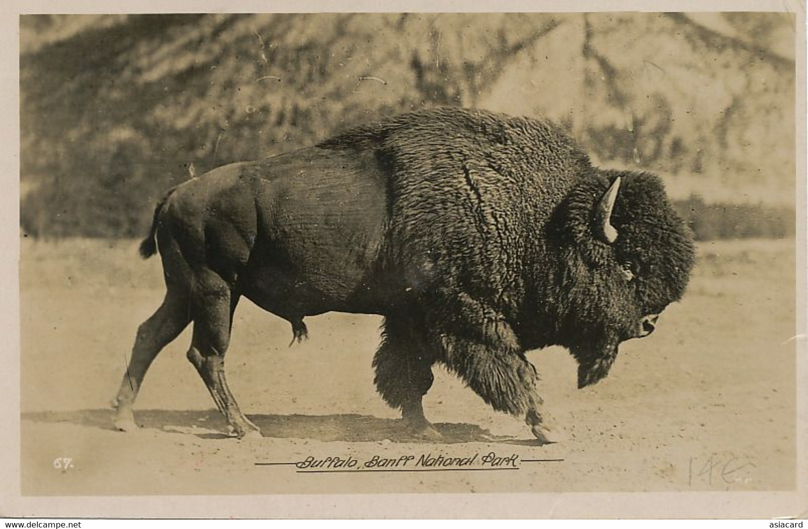 Real Photo Banff National Park  Buffalo . Bison  P. 1946 Pullman C.P.R. Le Coiffeur A Renoncé à Poursuivre Son Travail - Banff
