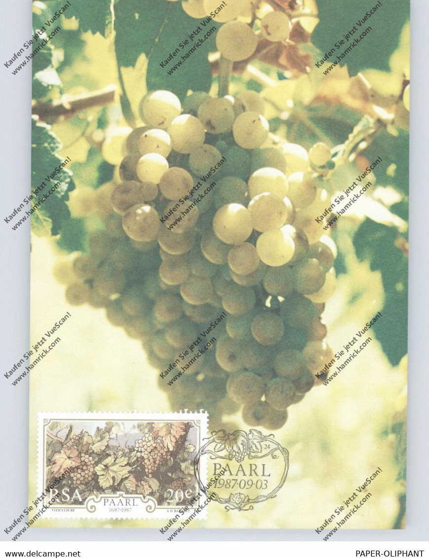 WEIN / WINE, Weintrauben Südafrika - Vignes