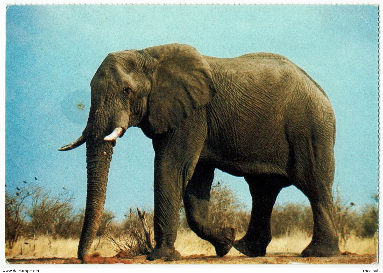 Motiv, Tiere, Elefant - Éléphants