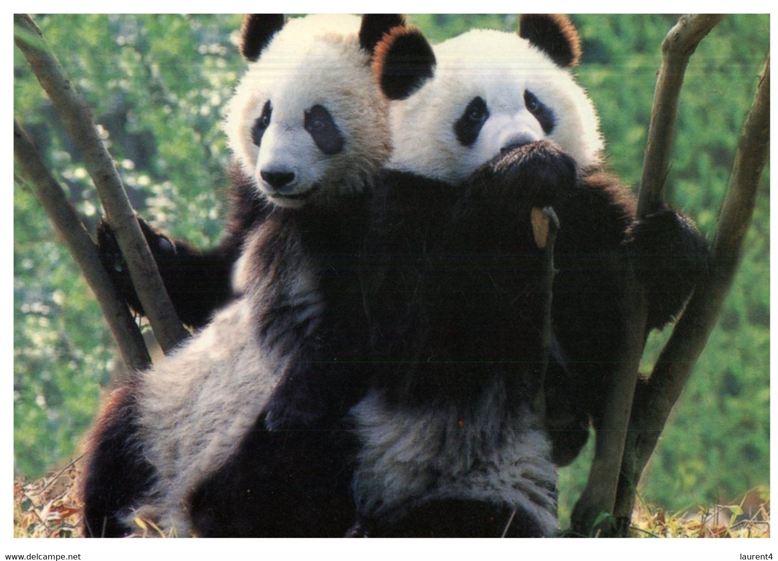 (X 14 A) Postcard Posted From China To Australia (with Many Stamps) Panda - Usados