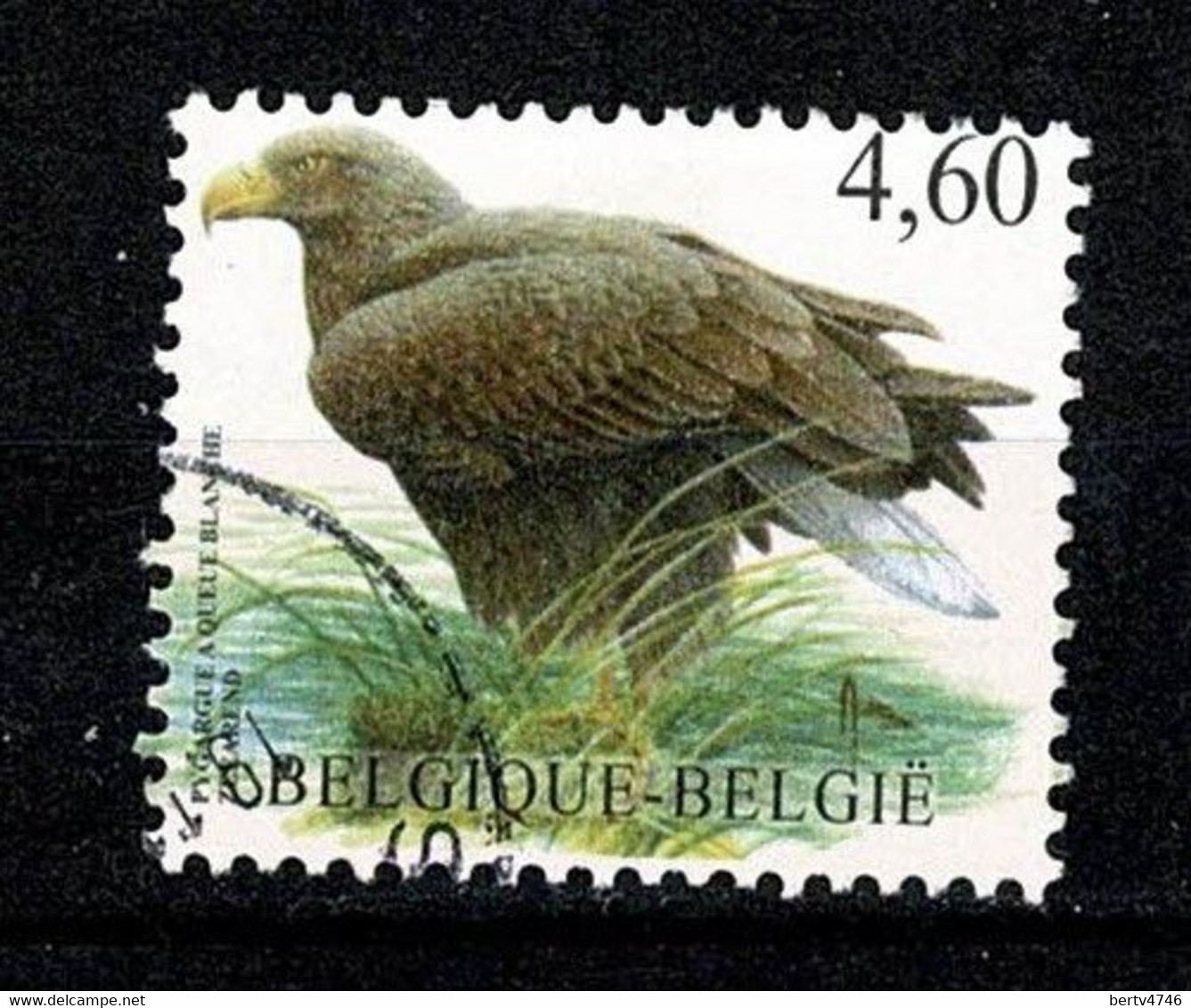 Belg. 2009 OBP/COB 3871, Yv 3852 Zeearend / Pyrargue à Queue Blanche (2 Scans) - Usados