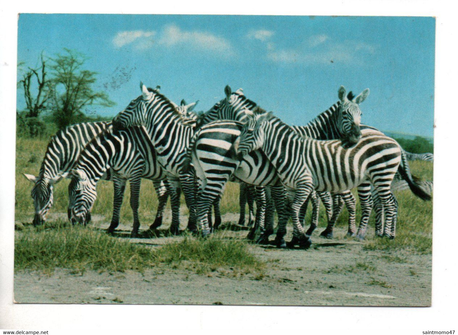 ANIMAUX . ZÈBRE . AFRICA WILD LIFE . ZEBRA - Réf. N°11068 - - Zebras