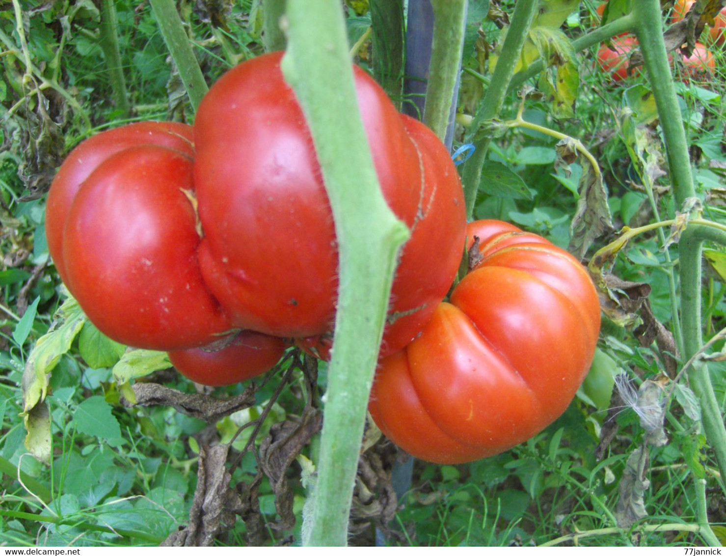 30 Graines Tomates RUSSE BIO - Andere & Zonder Classificatie