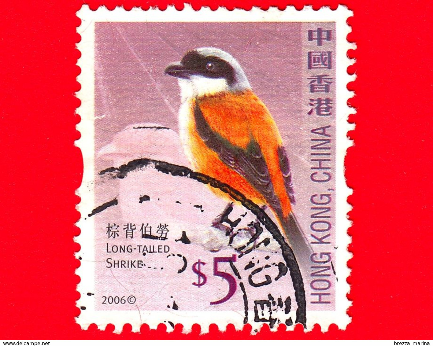 HONG KONG - Usato - 2006 - Uccelli - Averle - Long Tailed Shrike - Birds - 5 - Used Stamps