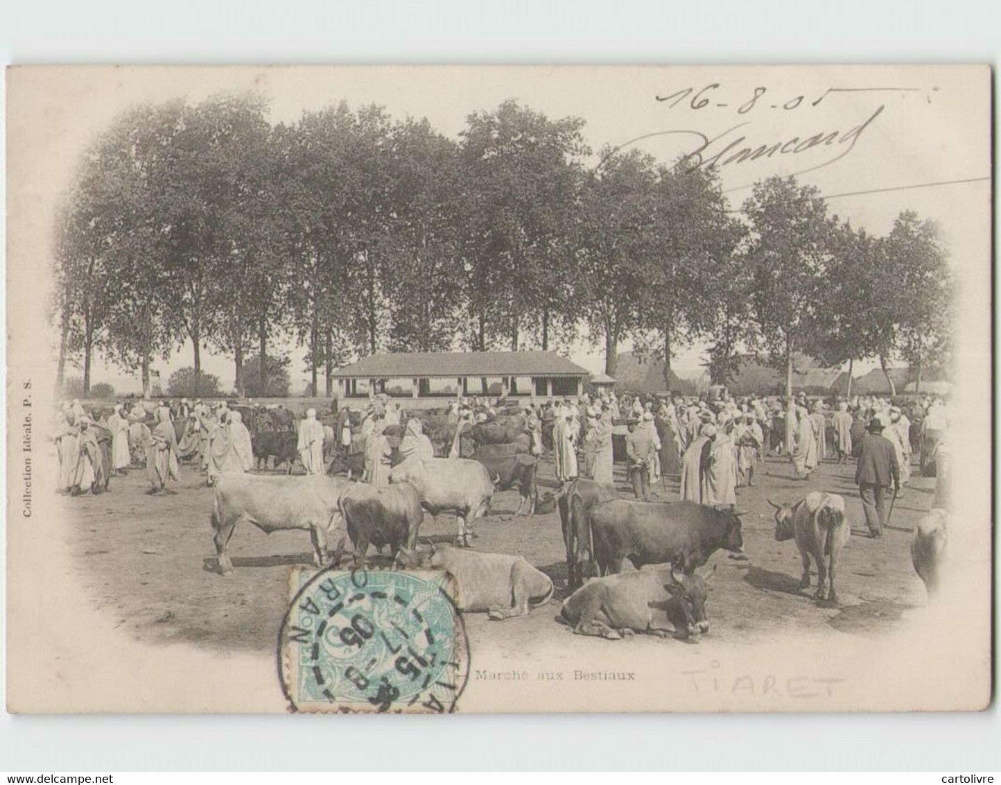 ALGERIE . TIARET ... Marché Aux Bestiaux (P.S.) Circulée 1905 - Tiaret