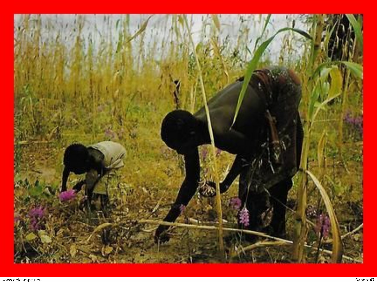 2 CPSM/gf CAMEROUN. Cueillette Des Haricots Chez Les Platas / Jeune Pasteur Peulhs Accompagnant Son Troupeau...J897 - Kamerun