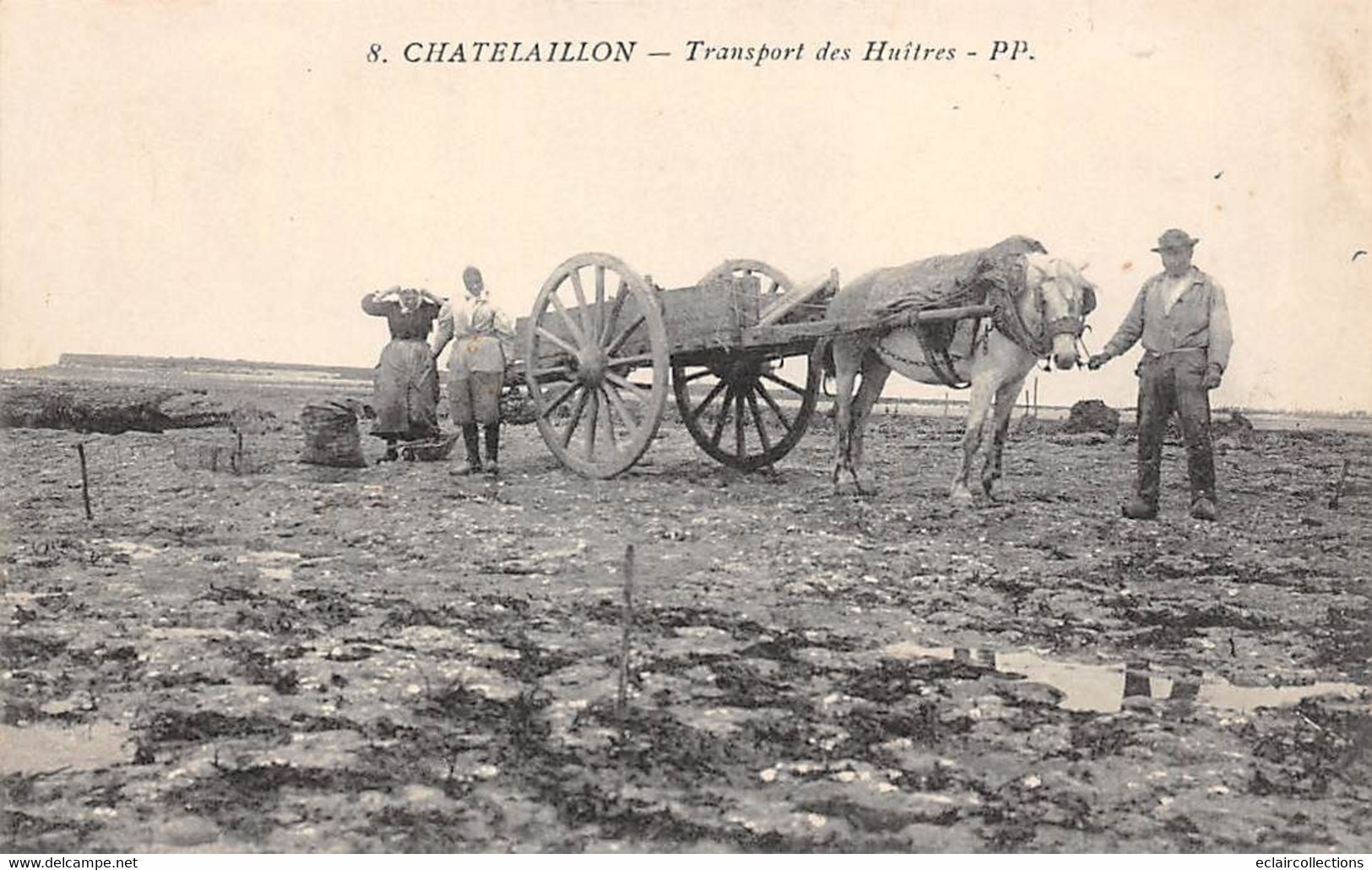 Chatelaillon         17            Transport Des Huitres. Attelage Cheval     (voir Scan) - Châtelaillon-Plage