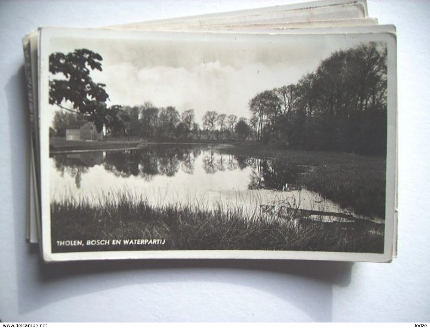 Nederland Holland Pays Bas Tholen Panorama Met Bos En Water - Tholen