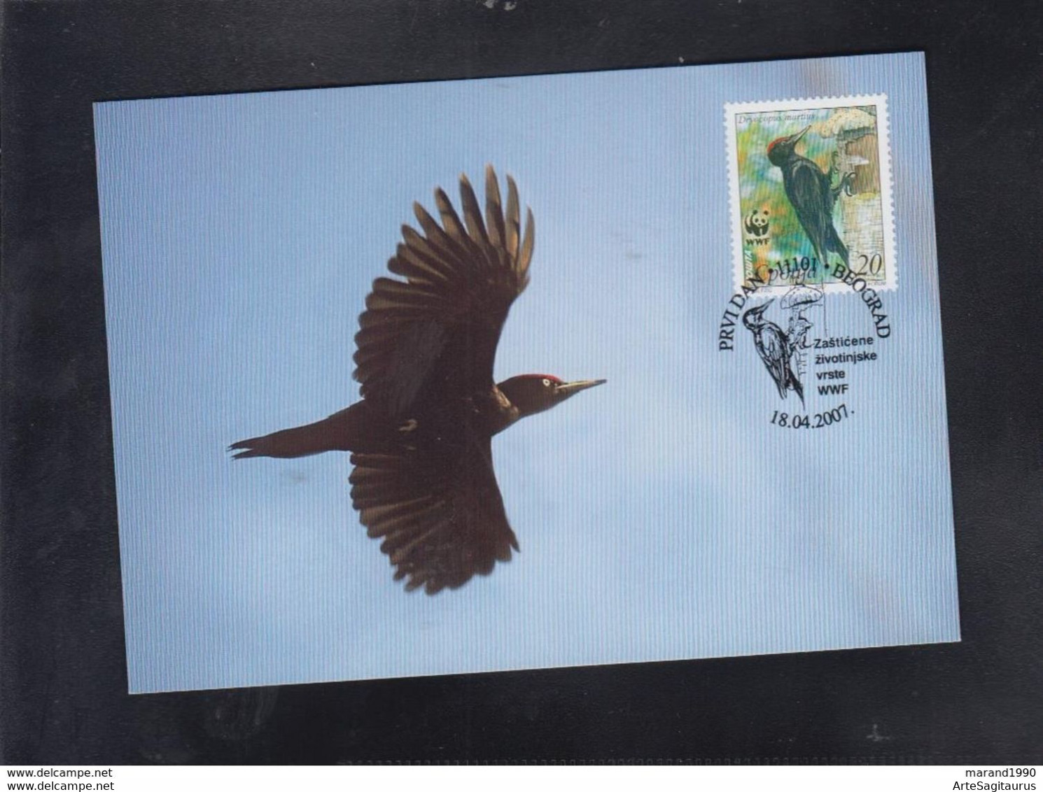 SERBIA, CARTE MAXIMUM - BIRDS-Dryocopus Martius + - Cuckoos & Turacos