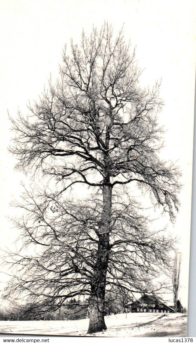 TRES BEAU SPECIMEN / QUERCUS ROBUR / CHENE PEDONCULE / HIVER - Trees
