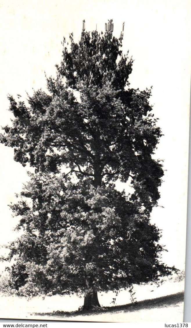 TRES BEAU SPECIMEN / QUERCUS ROBUR / CHENE PEDONCULE / ETE - Trees