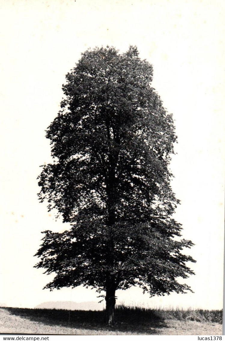 TRES BEAU SPECIMEN / ULMUS SCABRA / ORME CHAMPETRE / DES MONTAGNES  / ETE - Alberi