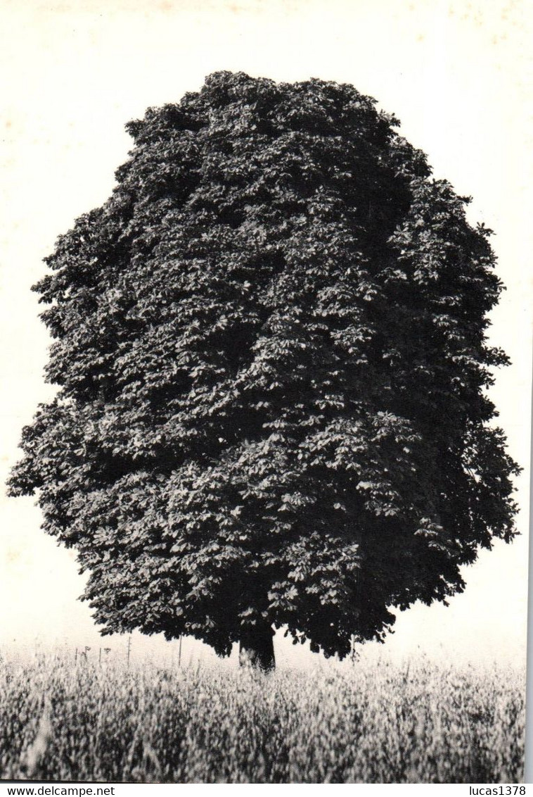 TRES BEAU SPECIMEN / AESCULUS HIPPOCASTANUM / MARRONIER D INDE  / ETE - Arbres