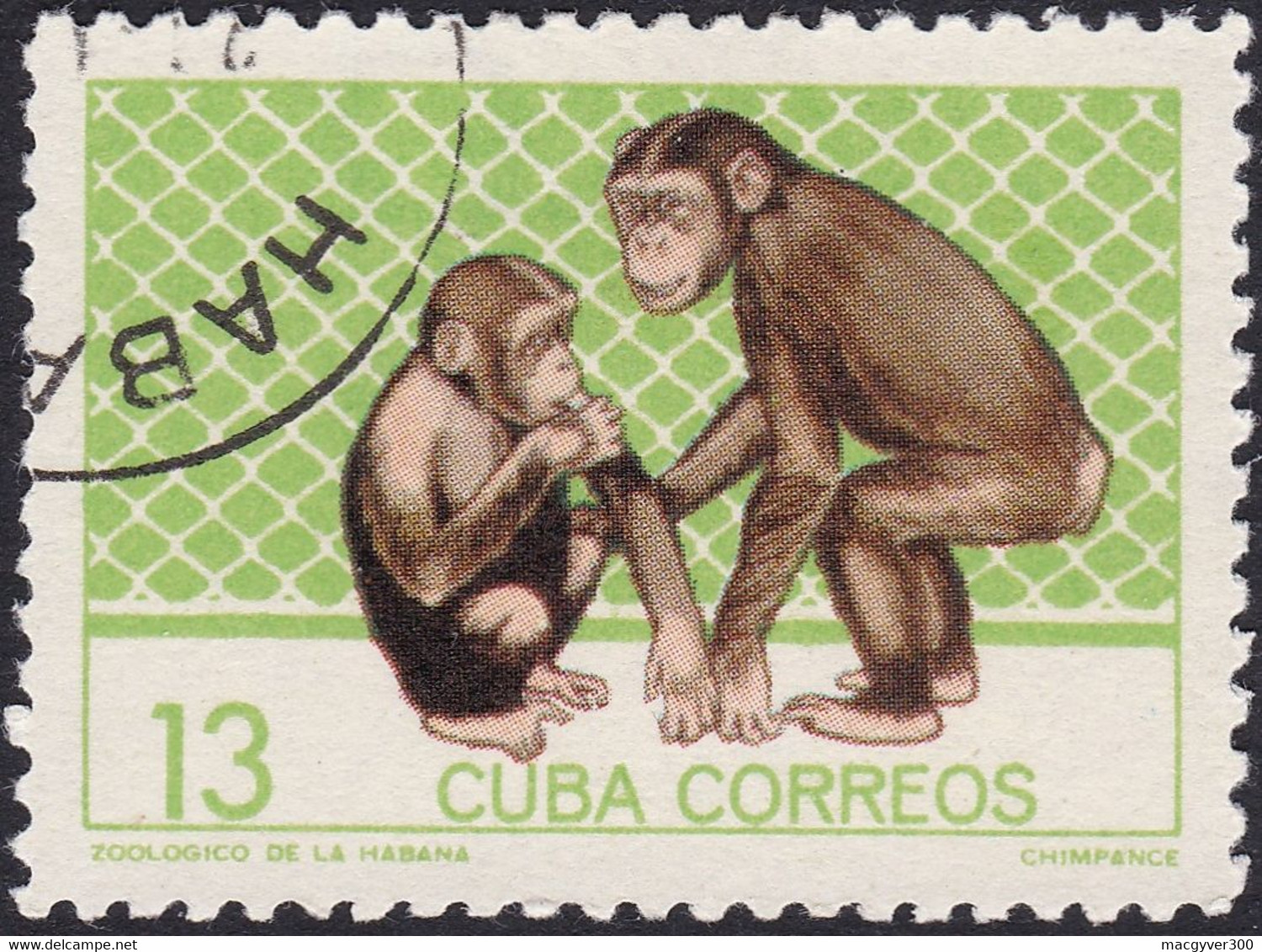 CUBA, 1964, Animaux (faune) | Jardins Zoologiques | Mammifères | Singes | Singes-hominidés | Chimpanzés - Chimpanzees