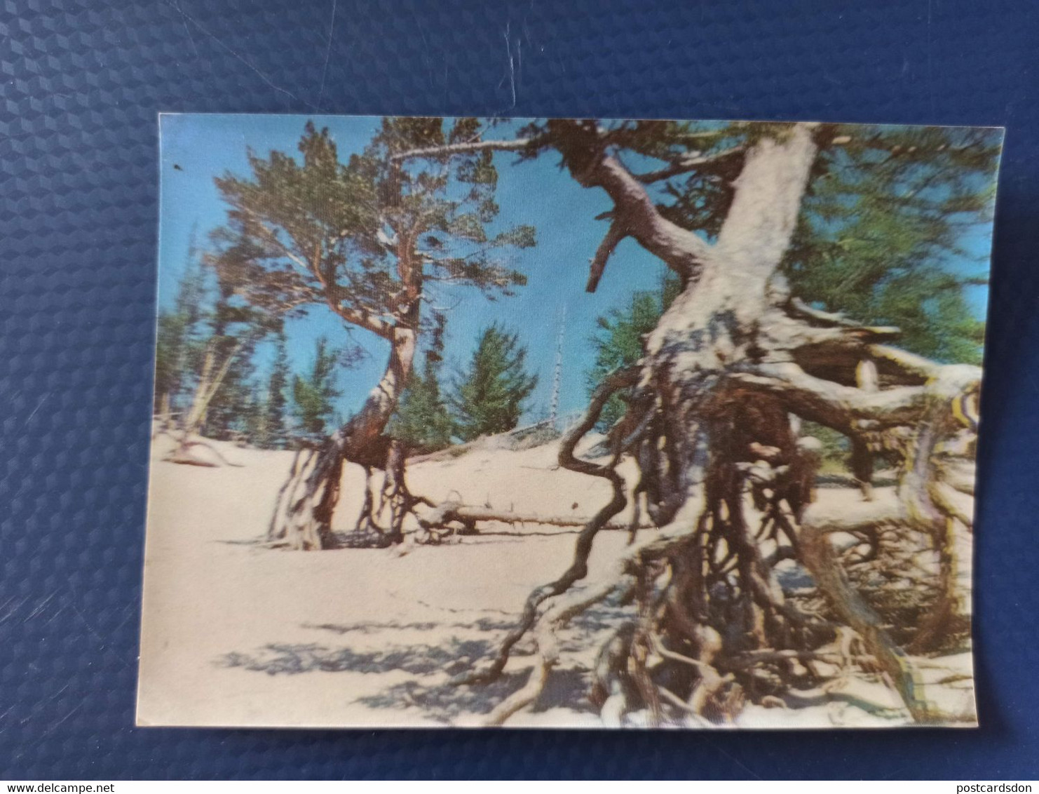 Old USSR  Postcard -  BAIKAL - UNESCO - Stilted Tree - 1980s - 3D Stereo - Cartes Stéréoscopiques