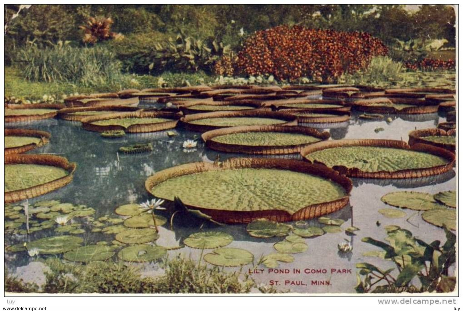 ST. PAUL, Minn. 1909 - Lily Pond In Como Park, - St Paul