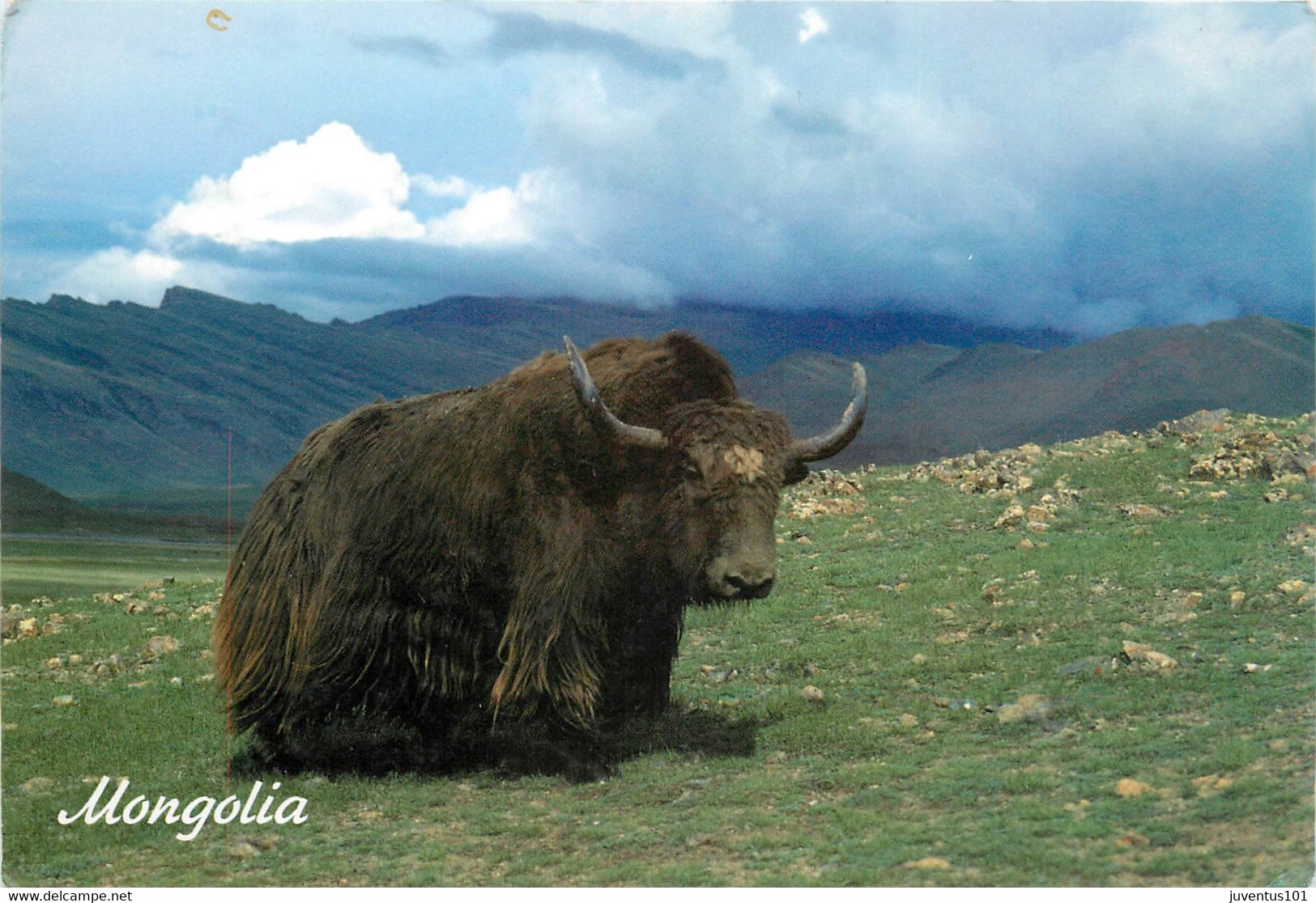 CPSM Mongolie-Yak   L64 - Mongolie