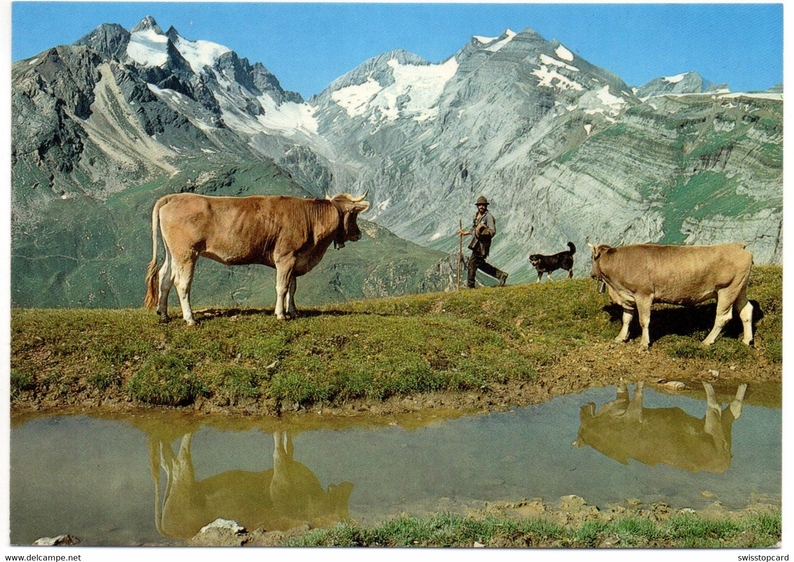 BRIGELS Alp Bauer Mit Hund Und Kühen - Breil/Brigels