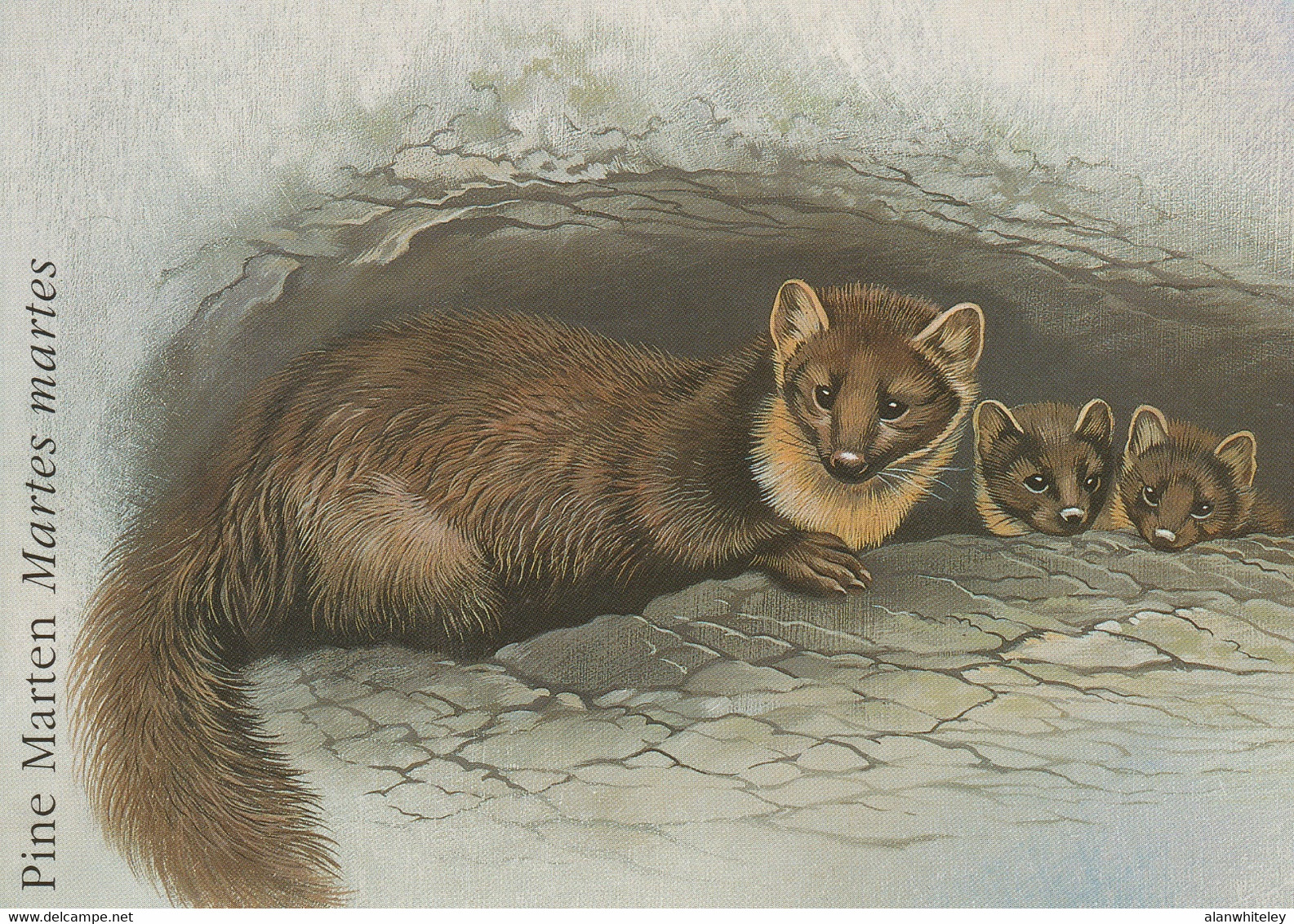 IRELAND 1992 Endangered Species / Pine Martin: Set Of 4 Postcards MINT/UNUSED - Interi Postali