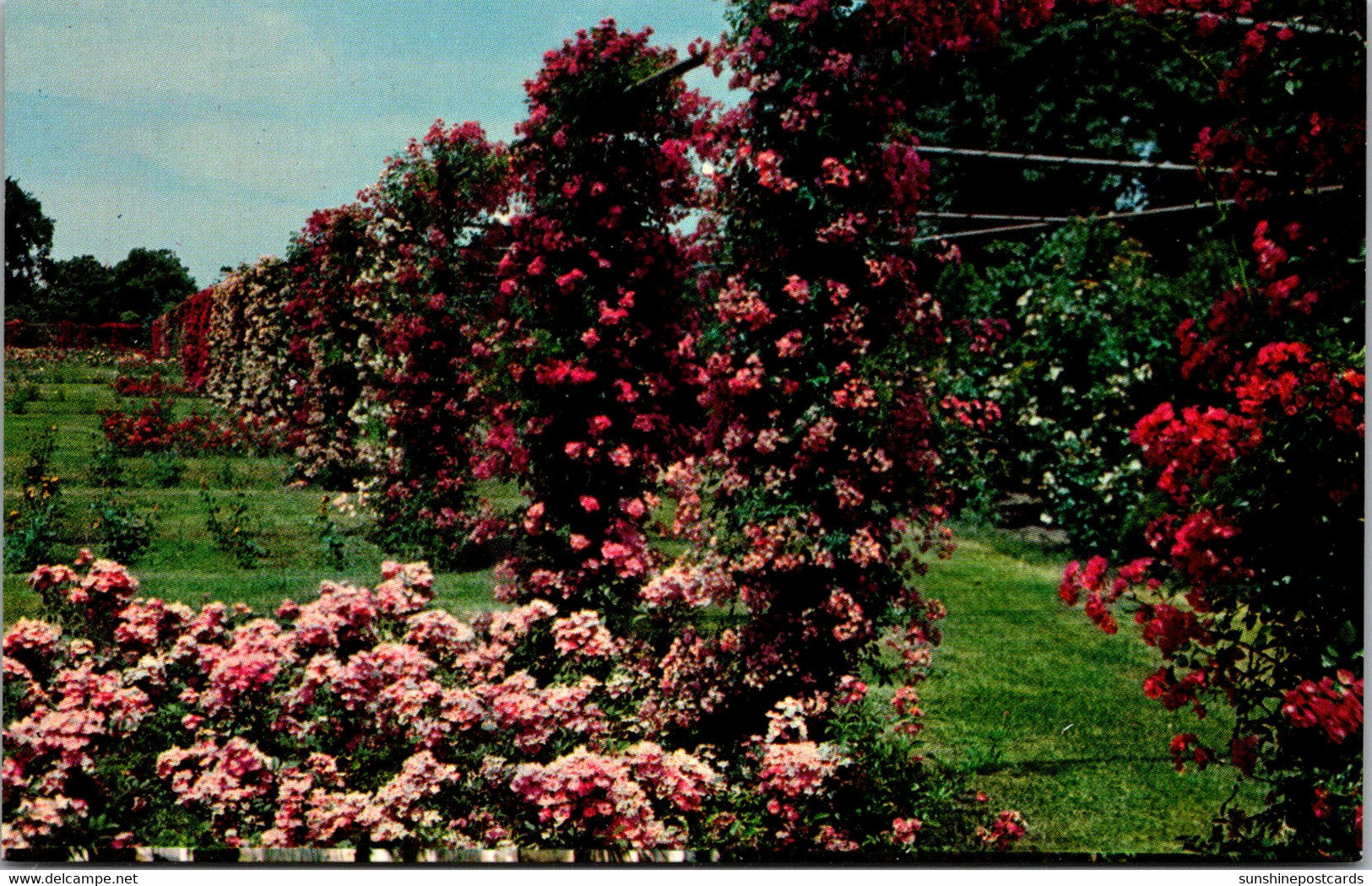 Rhode Island Providence Roger Williams Park Rose Garden - Providence