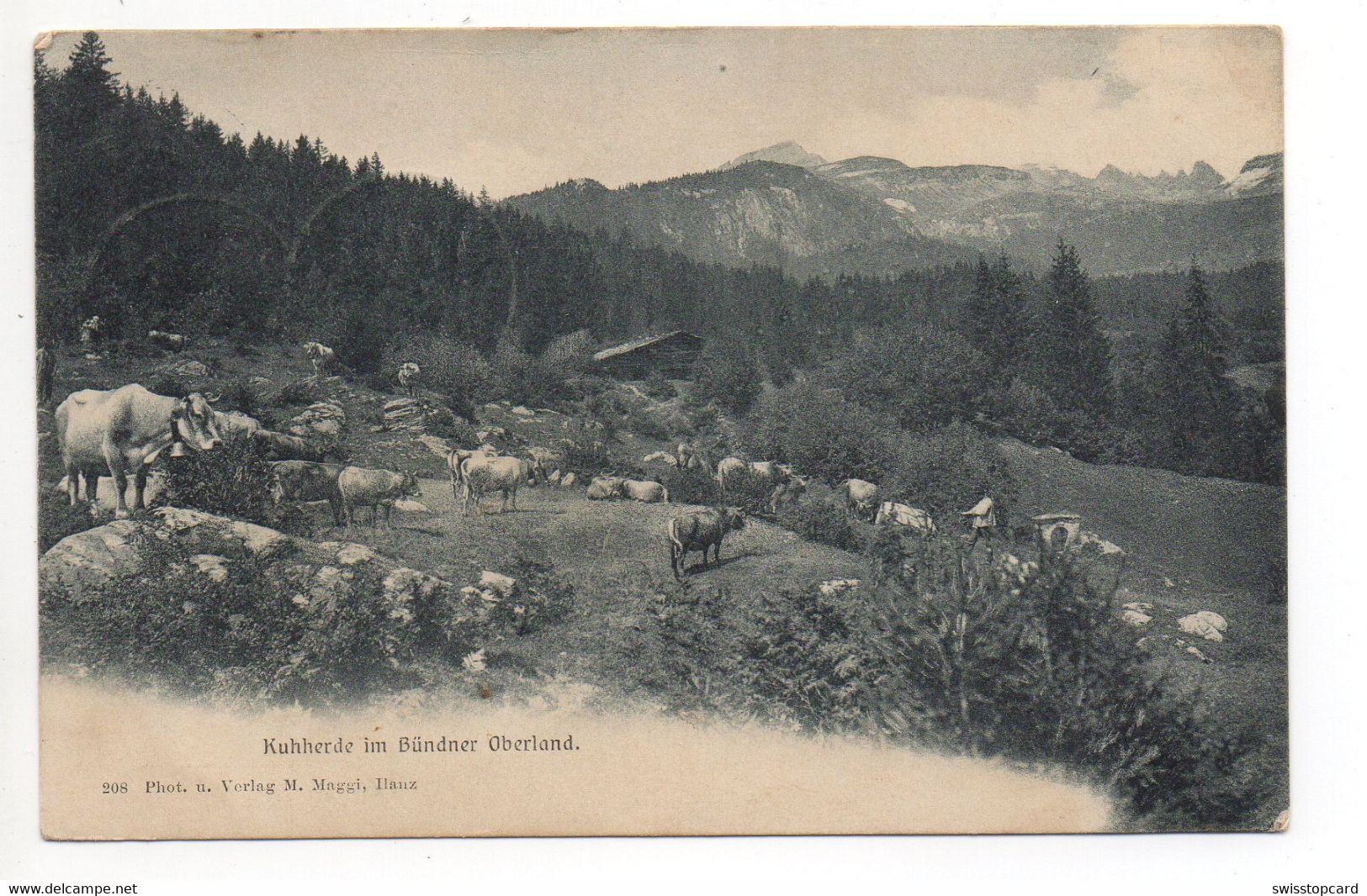 BÜNDNER OBERLAND Kühe Phot. U. Verlag M. Maggi Ilanz Gel. 1905 V. Ruis - Ilanz/Glion