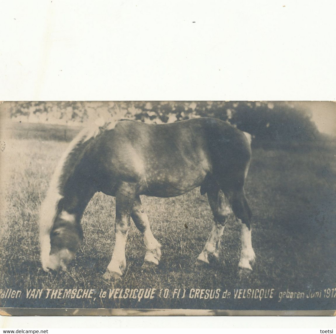 VELZEKE ZOTTEGEM  Paard Cheval Hengst VAN THEMSCHE  Kampioen  1917 - Zottegem