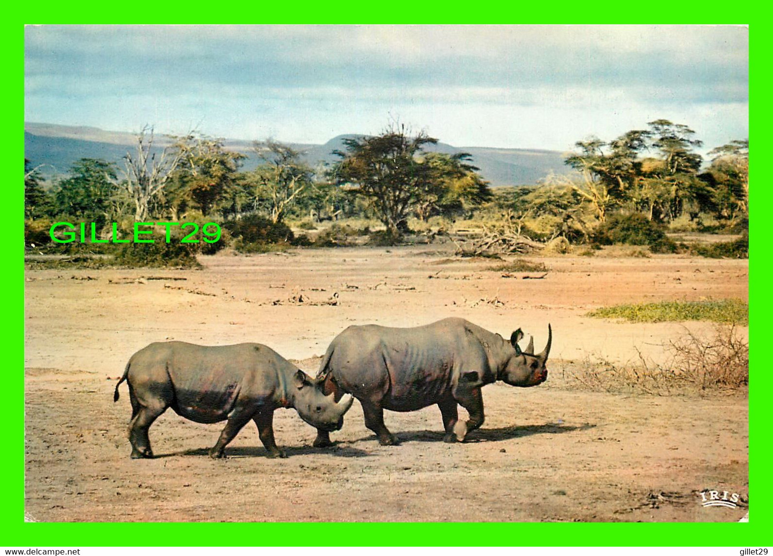 RHINOCÉROS - FAUNE AFRICAINE - AFRICAN FAUNA - EDITIONS HOA-QUI - - Rhinoceros
