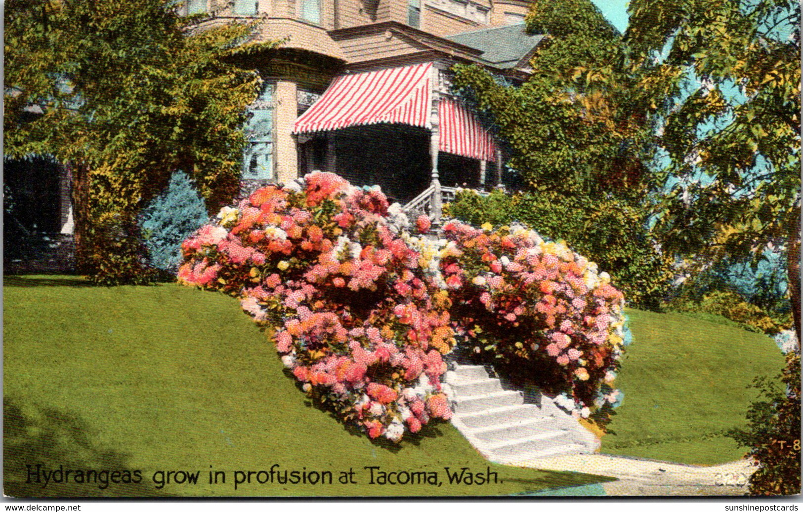 Washington Tacoma Beautiful Residence With Hydrageas In Bloom - Tacoma